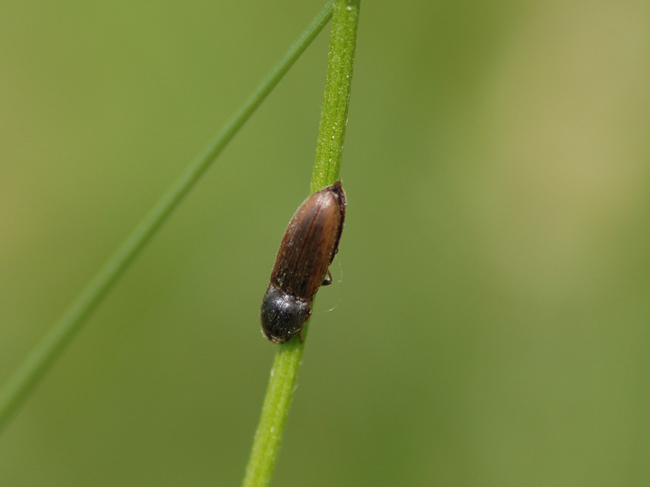 Melandryidae - Abdera affinis. No, elateride